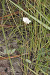 Florida hoarypea